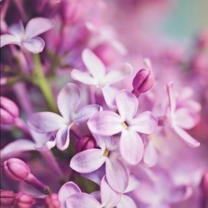 Meet your Posher, Donna